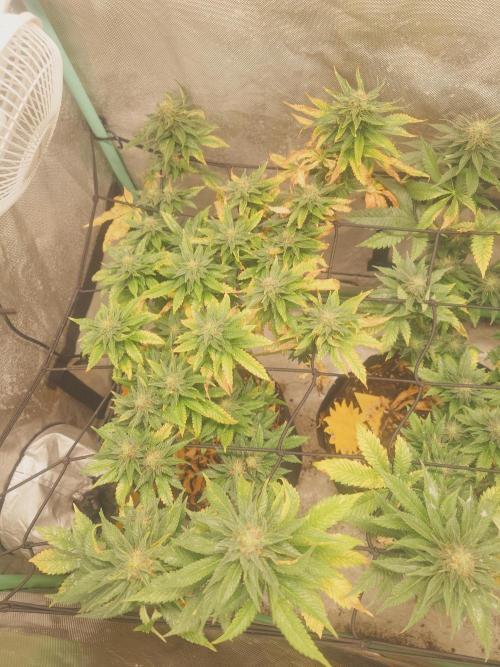 Gaseous green. Week 11