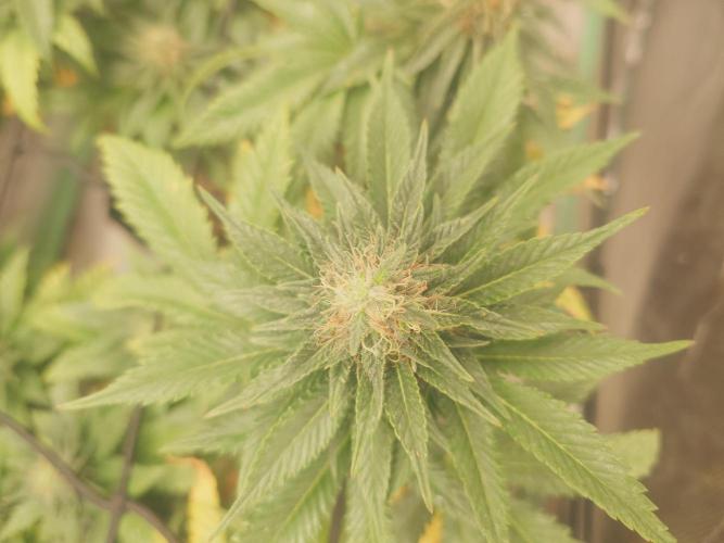 Gaseous green. Week 11