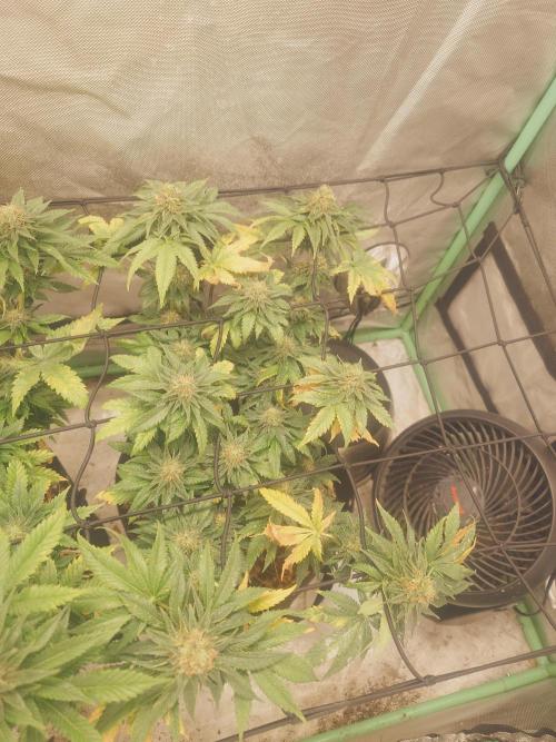 Gaseous green. Week 11