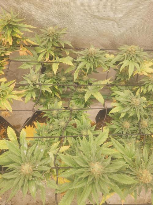 Gaseous green. Week 11