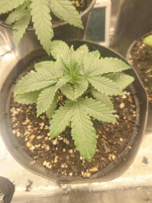 Bay burger king. Week 4