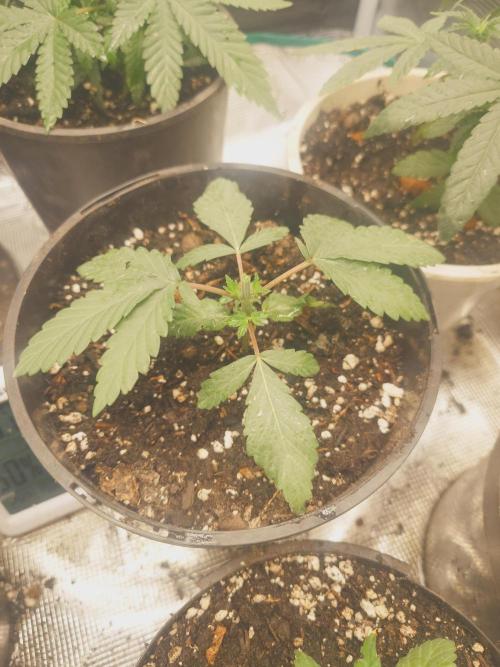 Bay burger king. Week 4