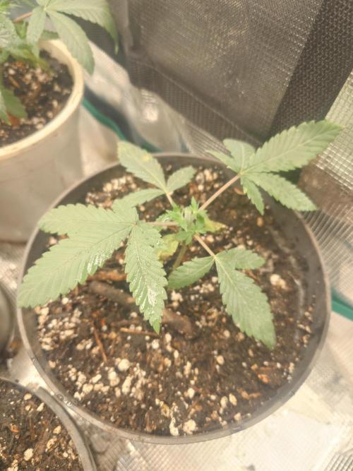 Bay burger king. Week 4