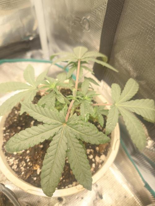 Bay burger king. Week 4
