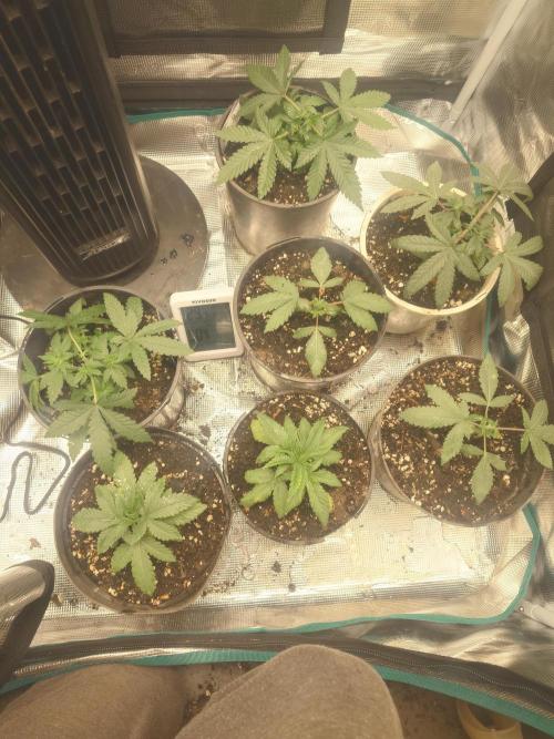 Bay burger king. Week 4