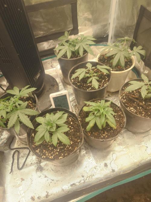 Bay burger king. Week 4