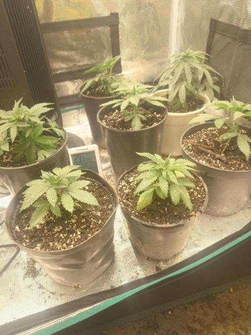 Bay burger king. Week 4