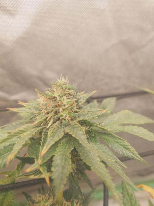 Gaseous green. Week 12