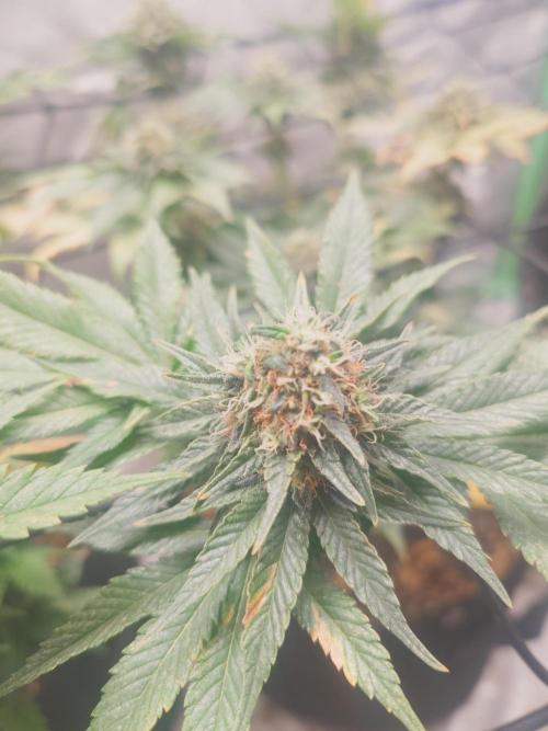 Gaseous green. Week 12