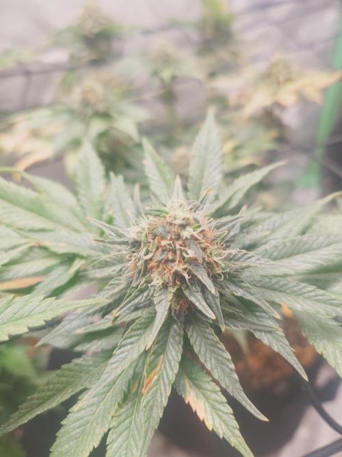 Gaseous green. Week 12