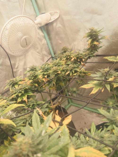 Gaseous green. Week 12