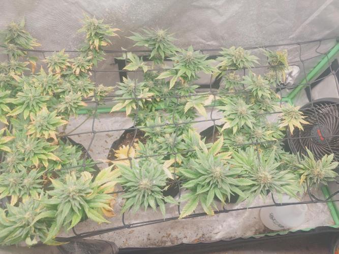 Gaseous green. Week 12