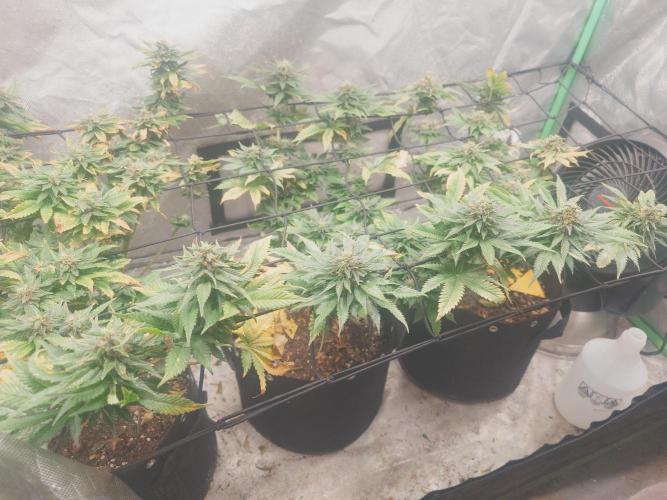 Gaseous green. Week 12