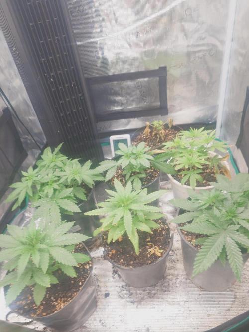 Bay burger king. Week 4