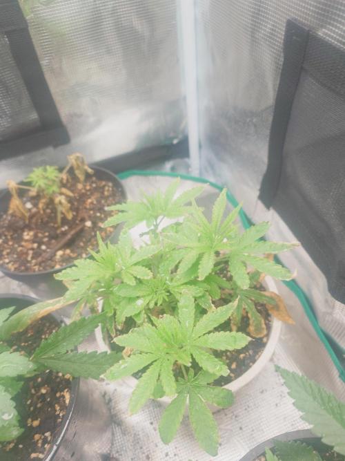 Bay burger king. Week 4