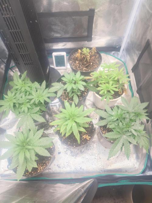 Bay burger king. Week 4