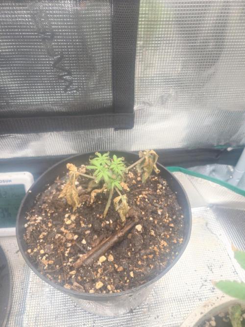 Bay burger king. Week 4