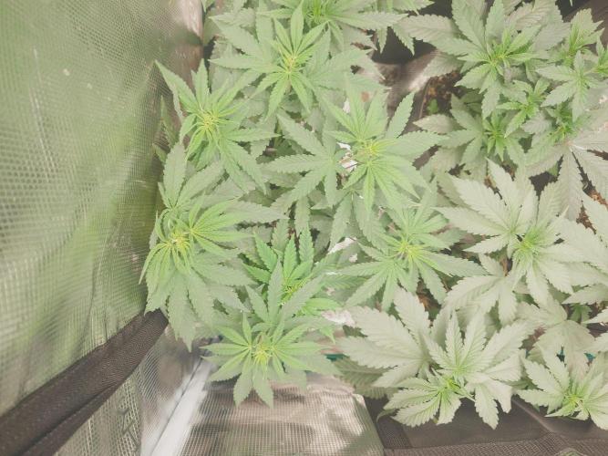 Bay burger king. Week 6