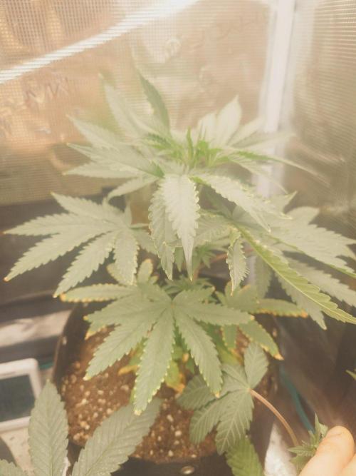 Bay burger king. Week 6