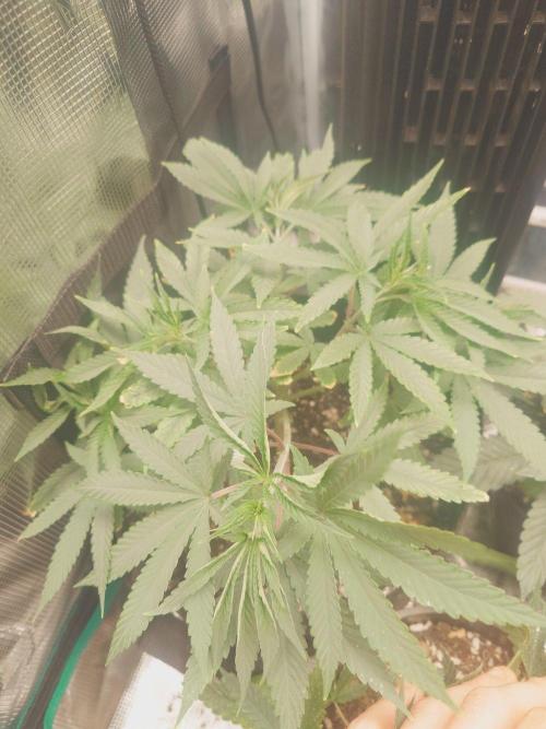 Bay burger king. Week 6