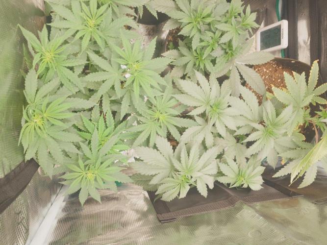 Bay burger king. Week 6