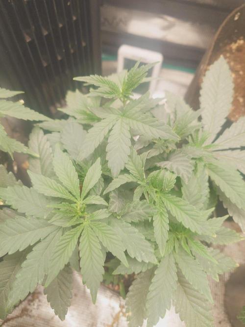 Bay burger king. Week 6