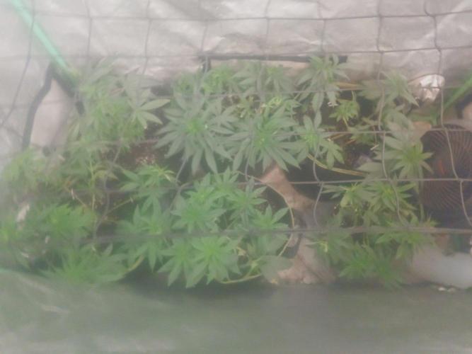 Bay burger king. Week 8