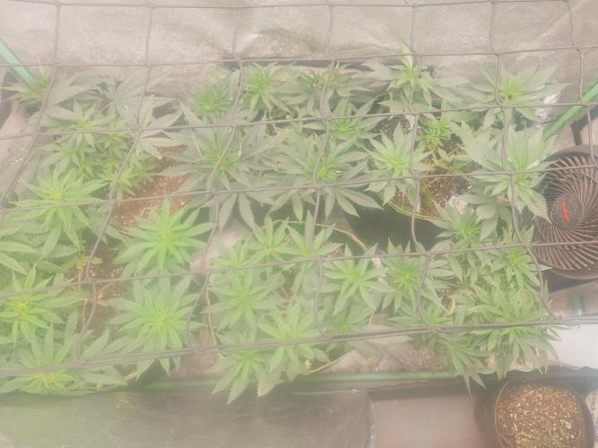 Bay burger king. Week 8