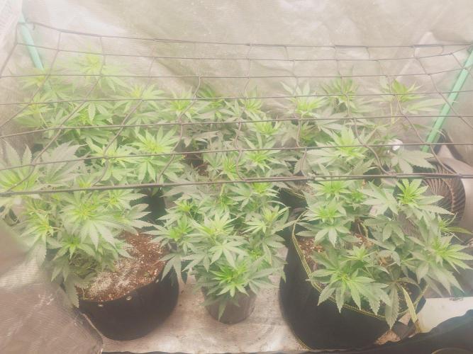 Bay burger king. Week 8