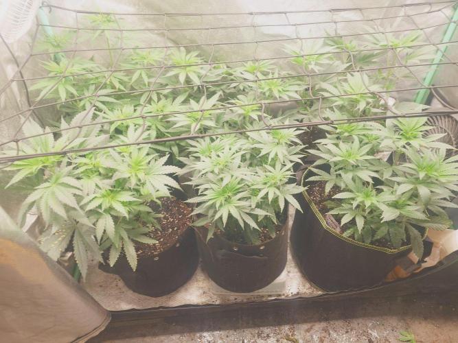 Bay burger king. Week 9