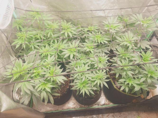Bay burger king. Week 9