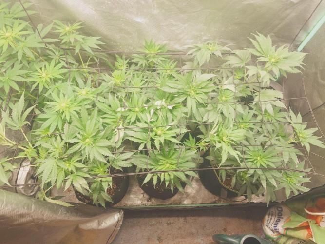 Bay burger king. Week 10
