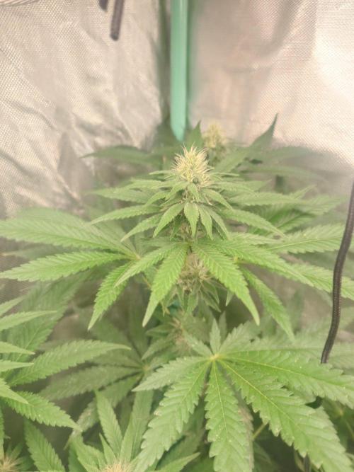 Bay burger king. Week 11