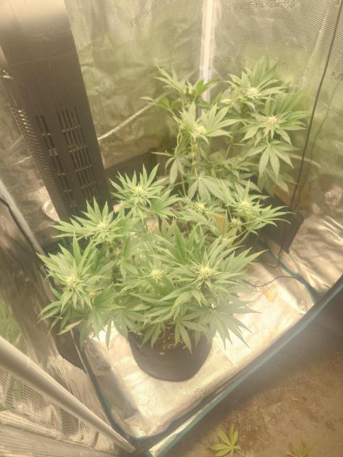 Bay burger king. Week 12