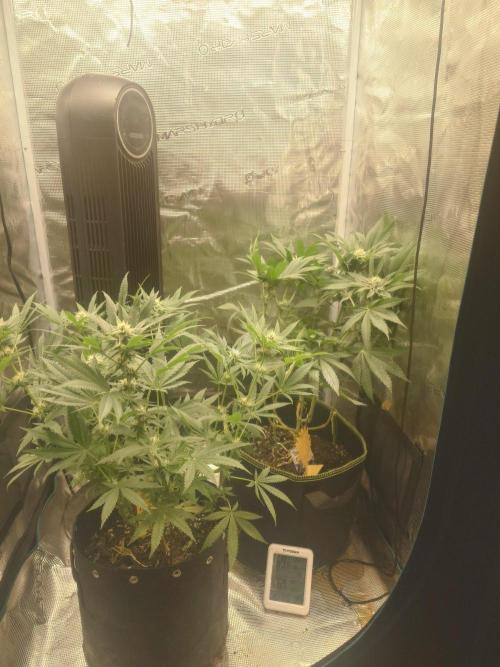 Bay burger king. Week 12