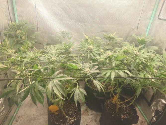 Bay burger king. Week 12