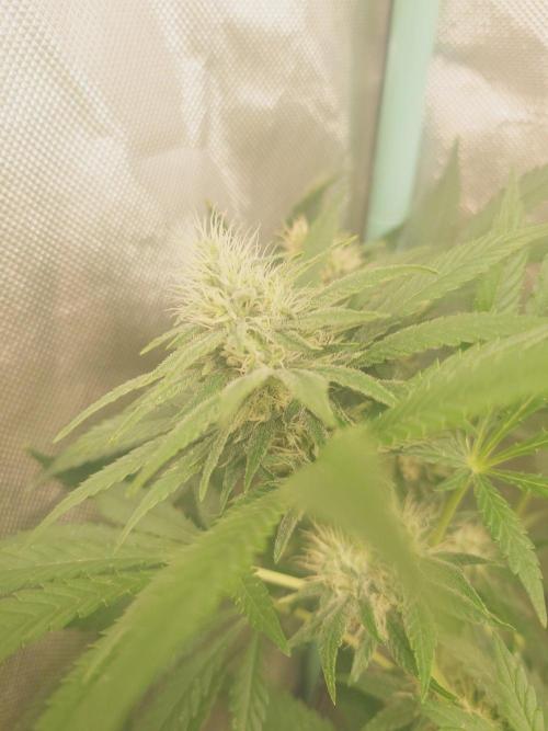 Bay burger king. Week 12