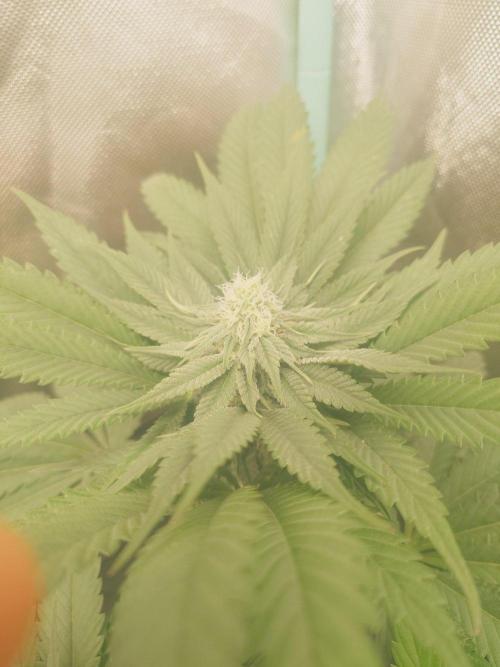Bay burger king. Week 12