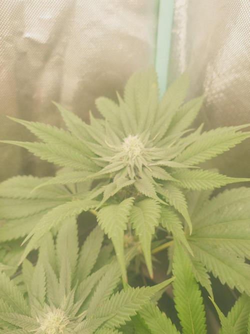Bay burger king. Week 12