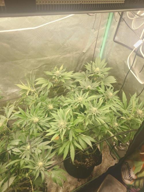 Bay burger king. Week 12