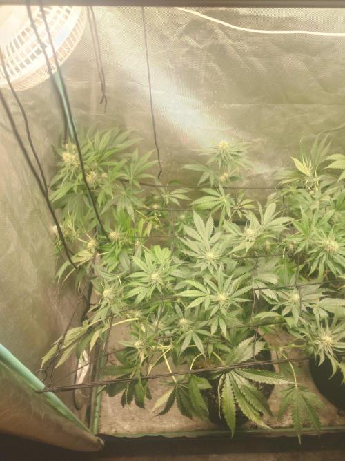 Bay burger king. Week 12