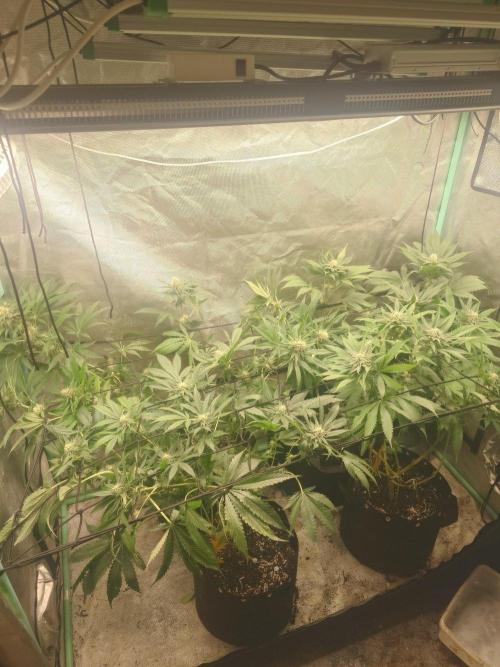 Bay burger king. Week 12