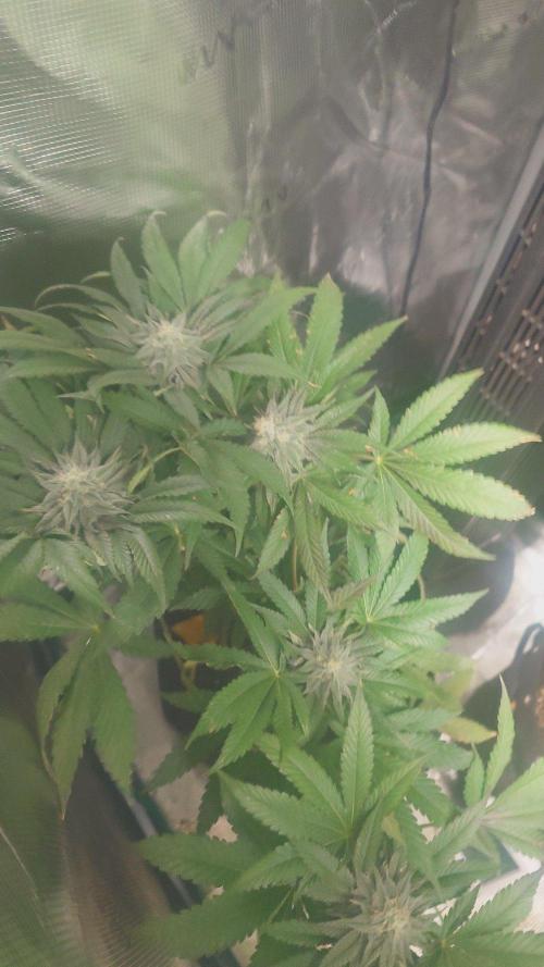 Bay burger king. Week 13
