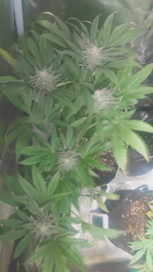 Bay burger king. Week 13