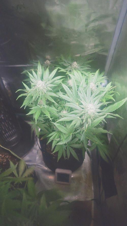 Bay burger king. Week 13