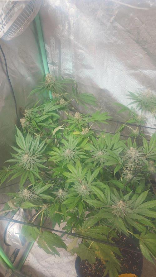 Bay burger king. Week 13