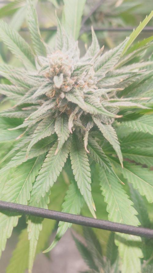 Bay burger king. Week 14