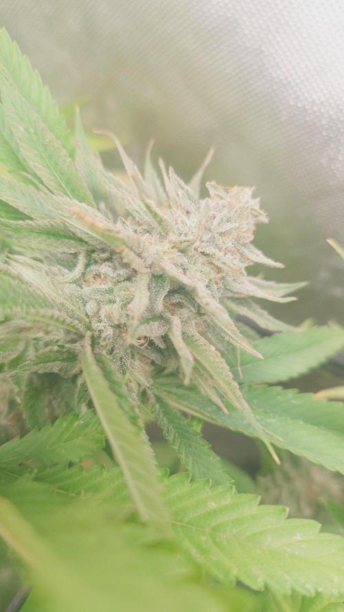 Bay burger king. Week 14