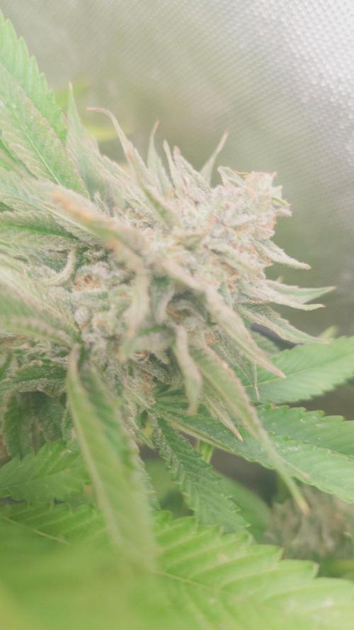 Bay burger king. Week 14