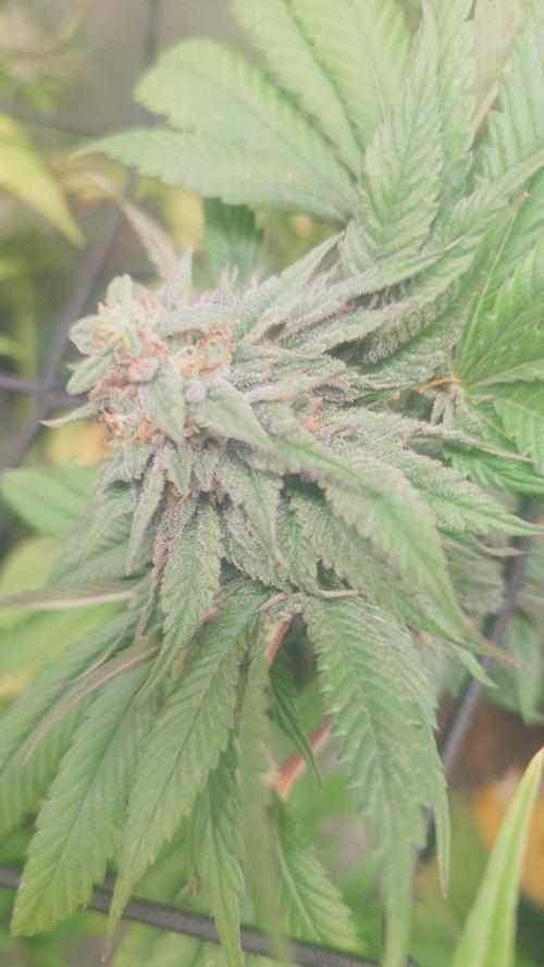 Bay burger king. Week 14